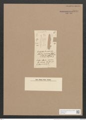 Opephora marina (Greg.) Petit. (de-Toni-Nr.: Genus 64, Species 2577) Zeichnungen Sammlung Grunow Nr. 5144 (NHMW-BOT-W0373460)